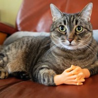 Репетитор - test t. id:145618