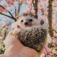 Репетитор - Олександра М. id:145653 Репетитор - Олександра М. id:145653