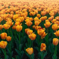 Репетитор - Ліза Т. id:145354