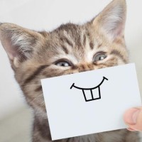 Репетитор - Олександра А. id:145458