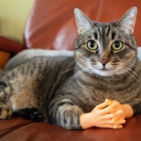 Репетитор - Вікторія К. id:145333