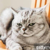 Репетитор - Яринаа Л. id:24752