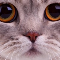 Репетитор - Реп Інна тест T. id:145624