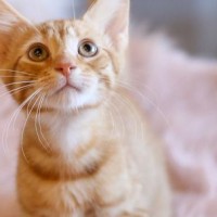 Репетитор - Test Р. id:146628